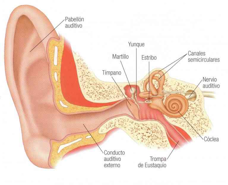 Partes del oído
