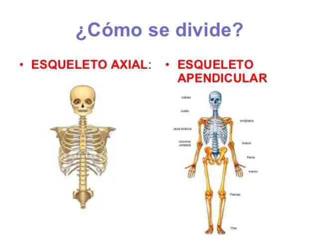 Cuales Son Las Partes Del Esqueleto Axial Cuales Son Las Partes Del Esqueleto Axial