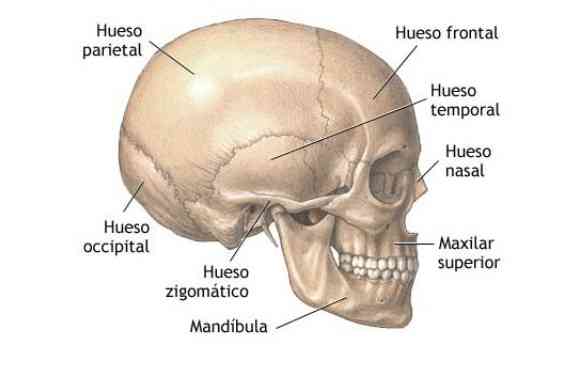 Partes del cráneo