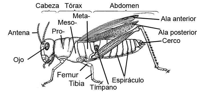 Resultado de imagen para partes de los insectos