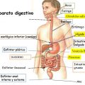 partes del aparato digestivo