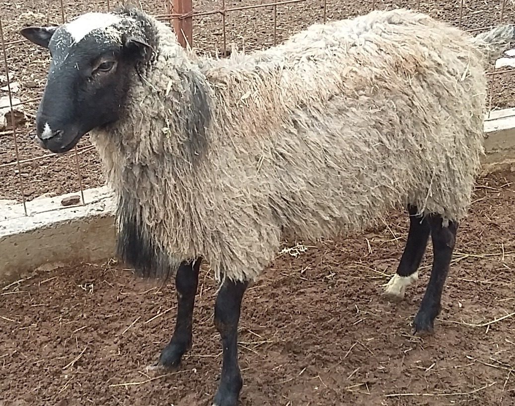 partes del borrego para barbacoa