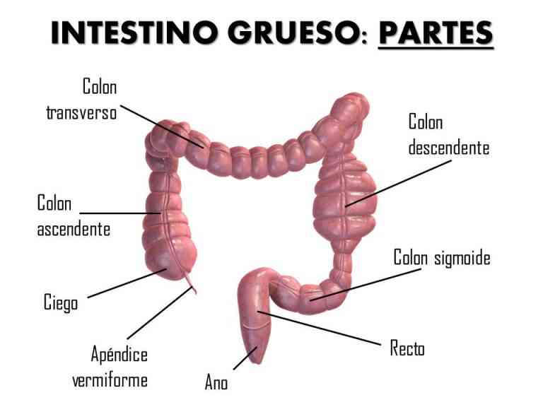 Partes del colon